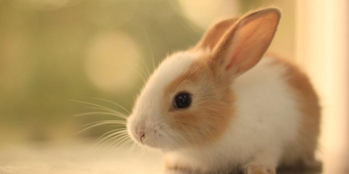 1920x1200 Animals desktop wallpaper - SF Wallpaper