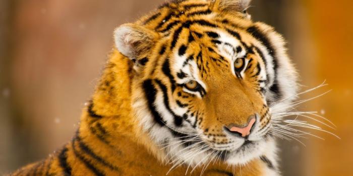 1920x1080 Siberian Tiger Wild Animal ❤ 4K HD Desktop Wallpaper for 4K Ultra