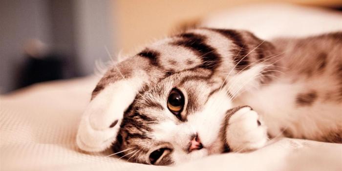 1366x768 Cute Animal HD wallpaper | 1366x768 | #12369