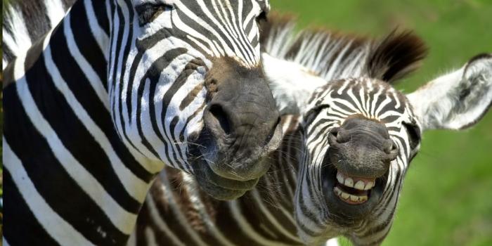 1920x1080 Beautiful 3d Wallpaper Animals Desktop | HD Wallpaper