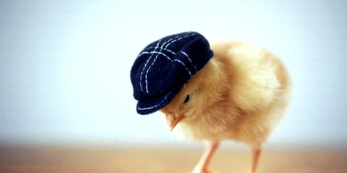 1297x698 Cute I Love You Animals Desktop Wallpaper | The Last Wallpapers