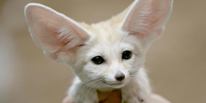 1920x1080 Funny Animal Desktop Backgrounds (61+ pictures)