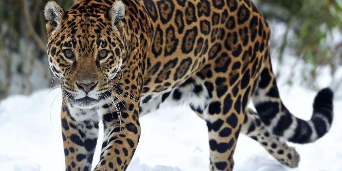2560x1600 Jaguar Animal Wallpapers High Quality | Download Free