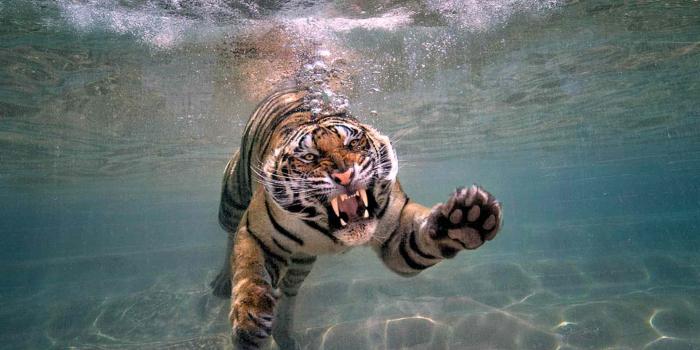 1920x1200 Desktop Tiger Animal Pics Wallpaper