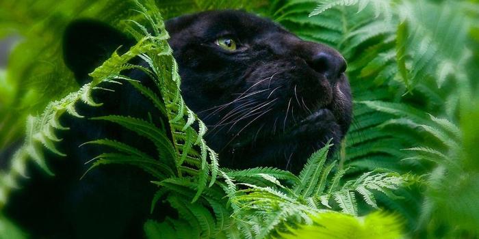 2880x1800 Black Panther Animal Desktop Wallpaper #8656 - Ongur