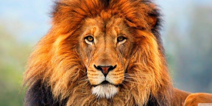 1600x640 65+ Full Screen Animal Wallpapers - Download at WallpaperBro