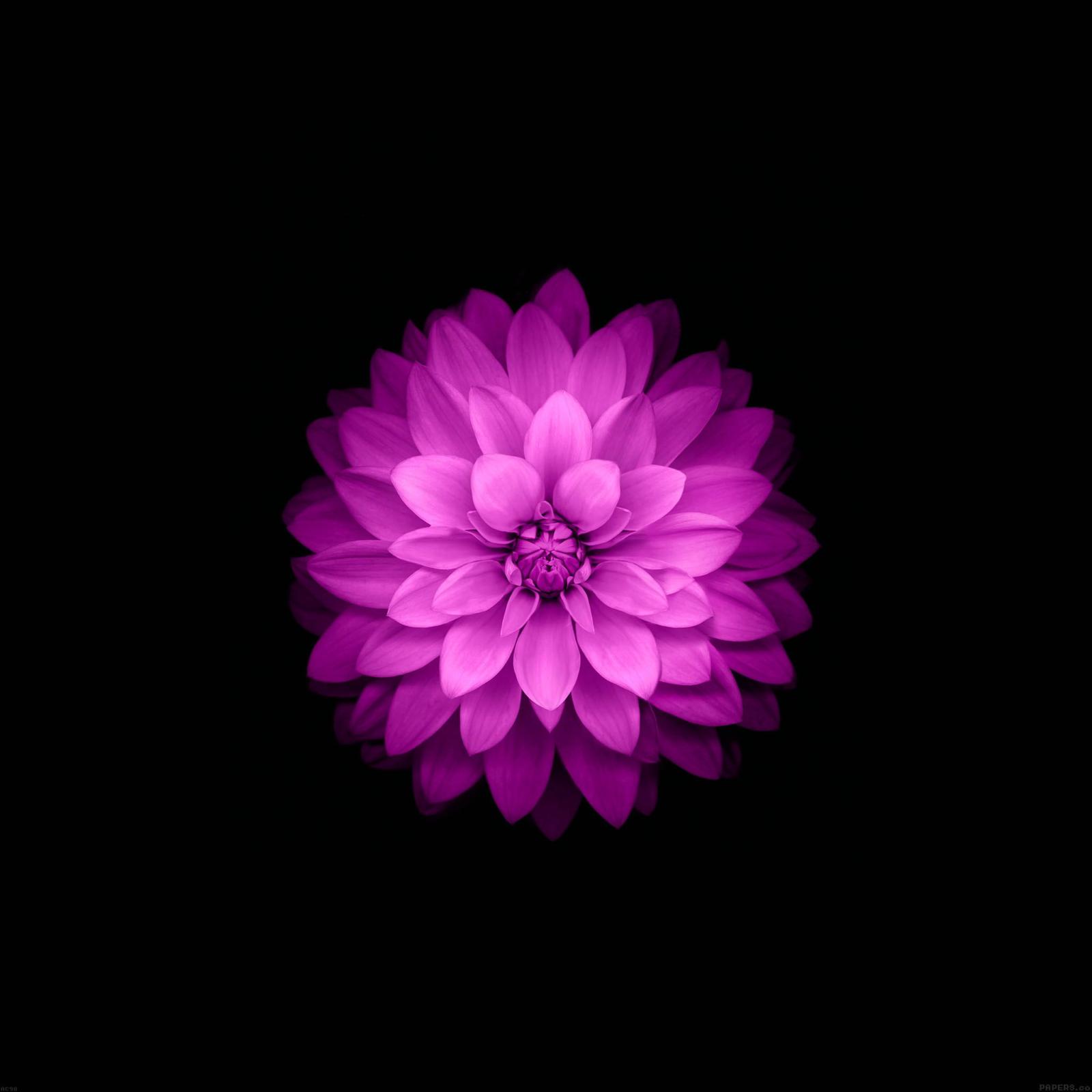 2048x2048 FreeiOS8 | ac98-wallpaper-apple-red-lotus-iphone6-plus-ios8-flower