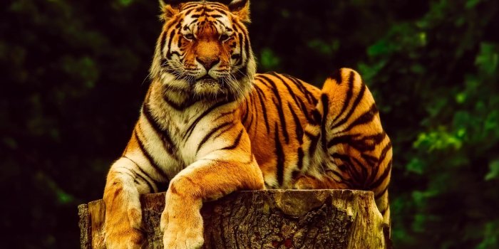 1920x1279 Tiger Animal King Powerful wallpaper Gallery