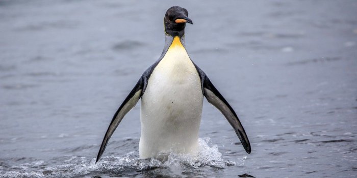 1332x850 Wallpaper sea, water, penguin, bokeh, King Penguin, Royal penguin