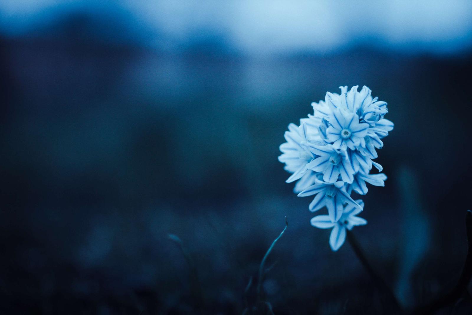 3000x2000 3041336 beautiful, blue, flora, flower, monochrome, peaceful