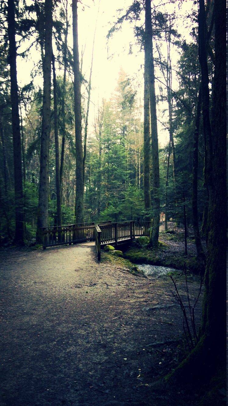 748x1334 nature, Forest, Peaceful Wallpapers HD / Desktop and Mobile Backgrounds