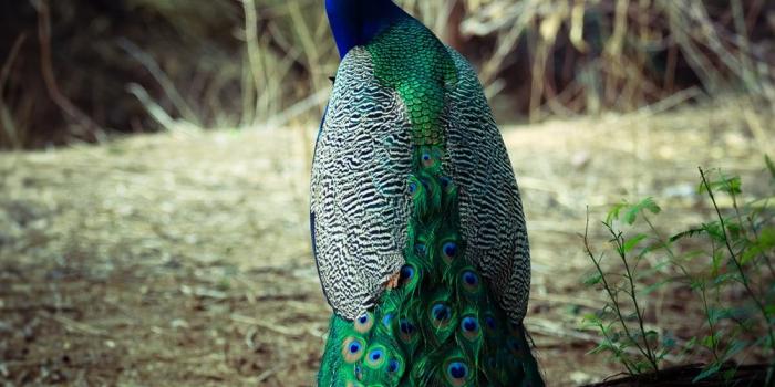 1000x1554 100+ Peacock Pictures [HD] | Download Free Images on Unsplash