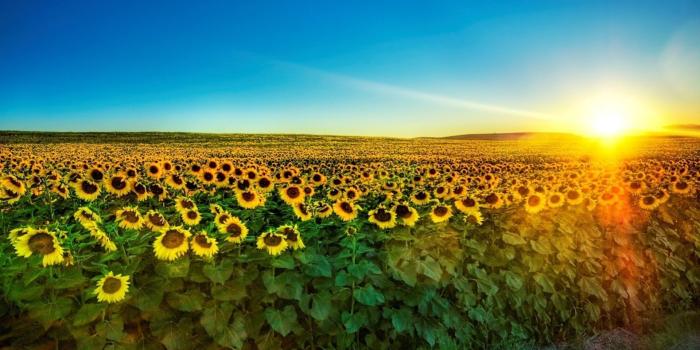 1920x1080 1920x1080 Sharp Sunshine Sunflower Field desktop PC and Mac wallpaper