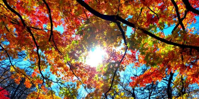 1152x752 Autumn Wallpaper | Wallpapers Abstract