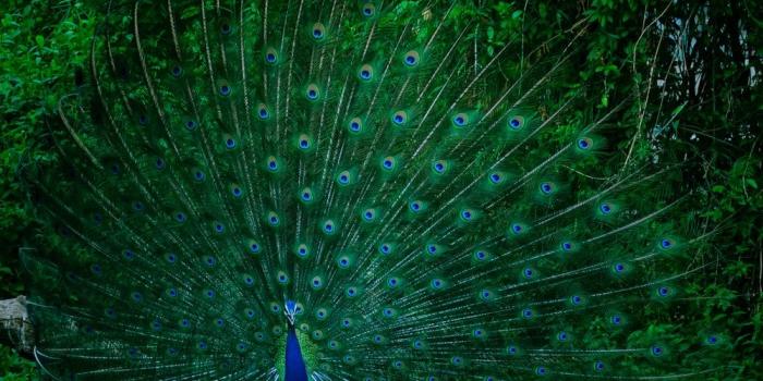 1000x889 100+ Peacock Pictures [HD] | Download Free Images on Unsplash