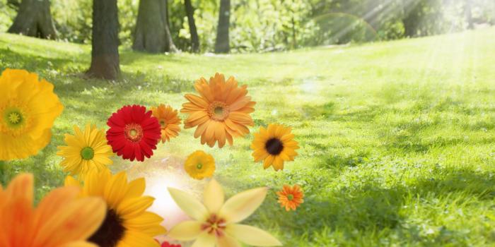 1920x1080 55+ Sunshine and Flowers Wallpapers - Download at WallpaperBro