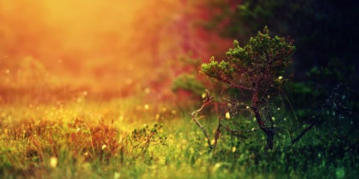 1440x900 Nature Sunshine Desktop Wallpaper I HD