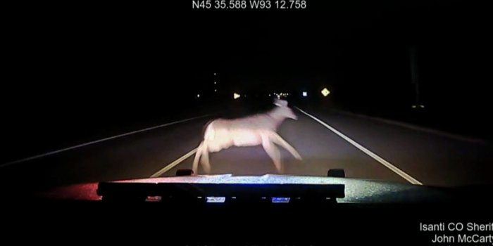 1920x1080 Isanti County Sheriff Walks Away After Squad Hits Deer – WCCO | CBS
