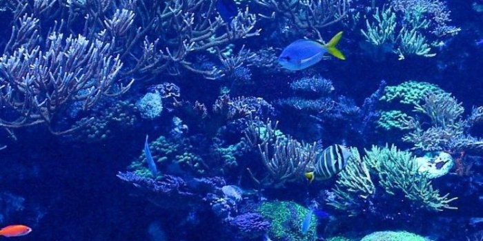 750x1334 Coral Reef Pictures iPhone 6 Wallpaper 25137 - Underwater iPhone 6