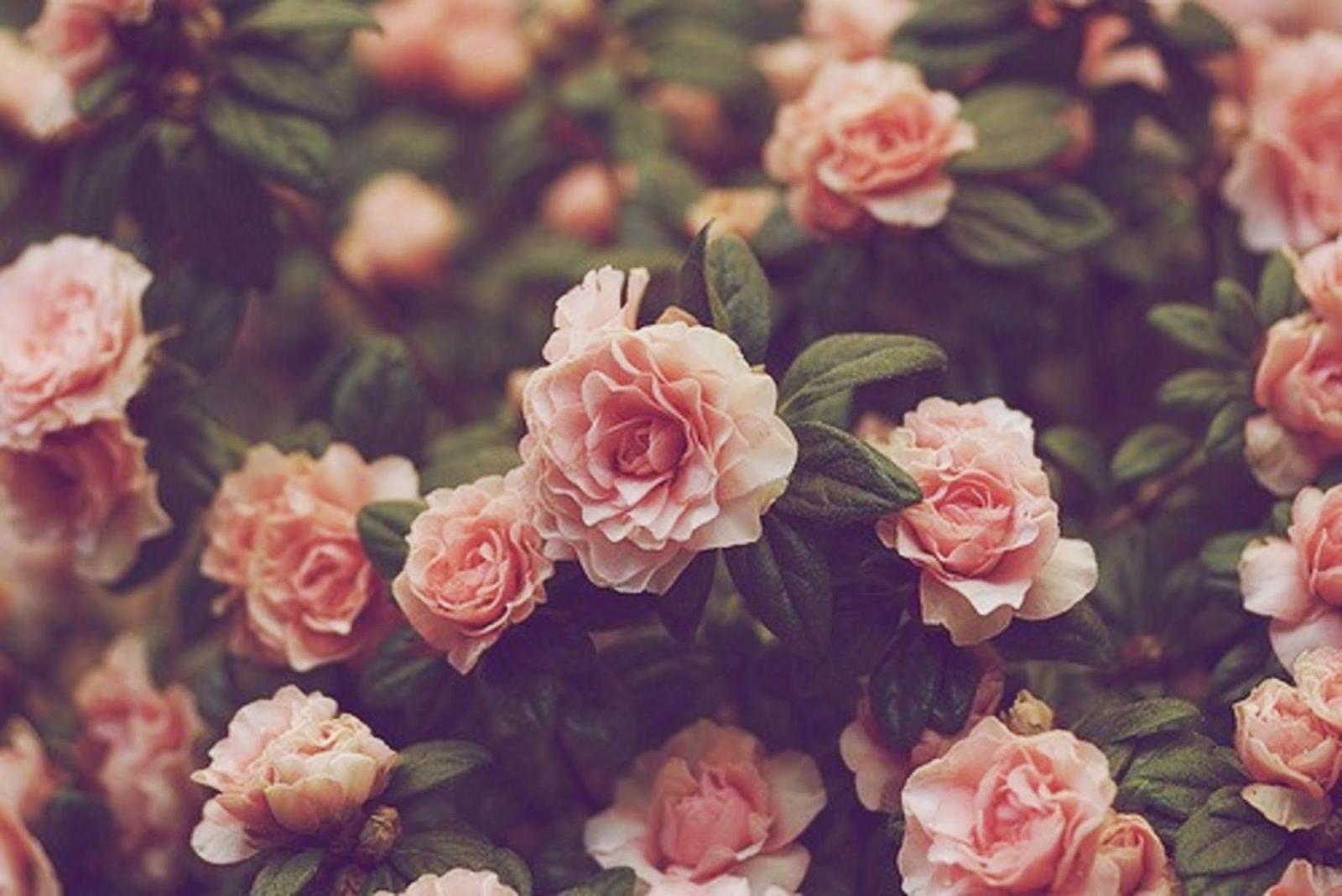 2000x1336 Tumblr Flowers Desktop Wallpapers - Top Free Tumblr Flowers Desktop
