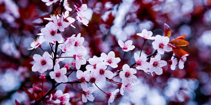 1440x900 Flower Backgrounds Tumblr