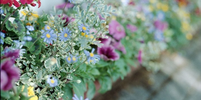 2880x1800 Flowers Tumblr ❤ 4K HD Desktop Wallpaper for 4K Ultra HD TV • Wide