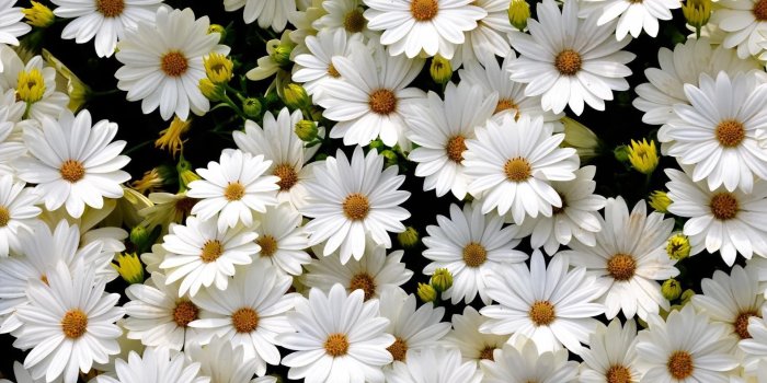 1920x1200 Daisy Flower Tumblr Wallpaper For Iphone ~ Wireless Soul | Wallpaper