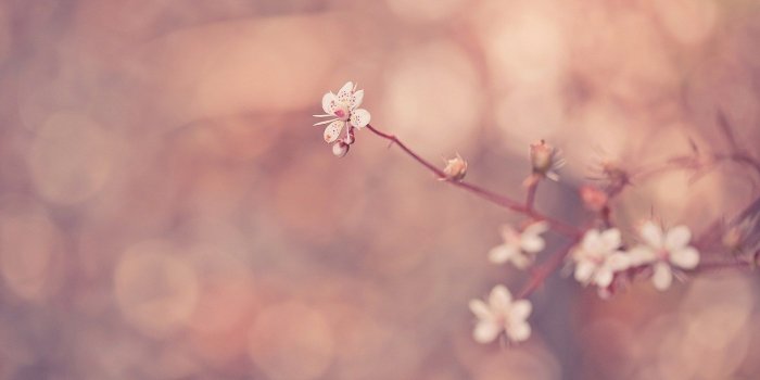 1920x1080 Flower Wallpaper Tumblr