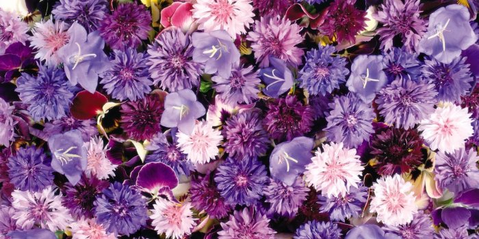 1920x1200 Tumblr Flowers Desktop Wallpapers - Top Free Tumblr Flowers Desktop