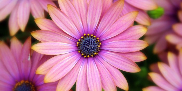 1680x1050 20+ Tumblr Flower Backgrounds | Wallpapers | FreeCreatives