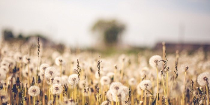 1680x1050 Flower Wallpaper Tumblr HSB Nature Desktop Backgrounds 1680x1050