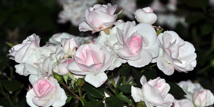 1680x1050 Pink,flowers Colourful, Free, Flower Wallpaper Tumblr, HD Flower