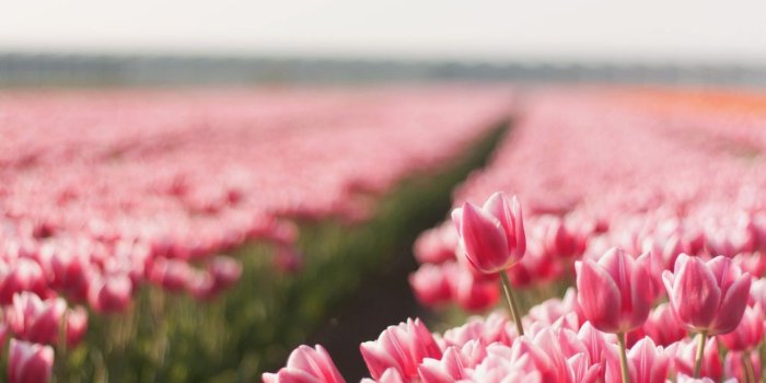 1280x800 Flower tumblr wallpaper - SF Wallpaper