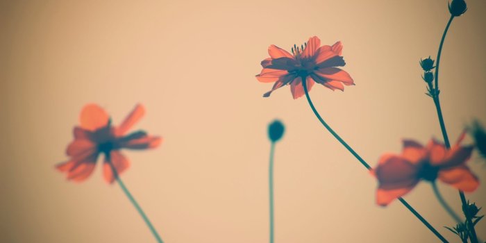 1920x1080 Flowers Tumblr ❤ 4K HD Desktop Wallpaper for 4K Ultra HD TV • Wide