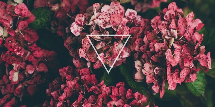 2000x1125 Sarah Hammack on Wallpapers in 2019 | Tumblr flower, Flower