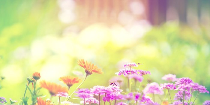 1920x1080 Flower Tumblr wallpaper | 1920x1080 | #42456