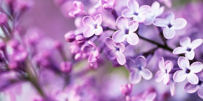 1920x1080 Die 94+ Besten Rosen Hintergrundbilder für Tumblr