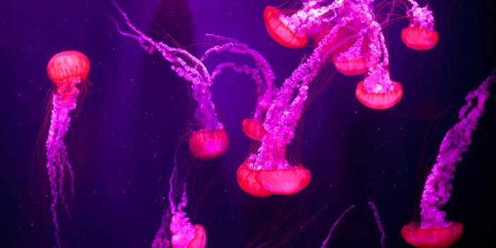 1920x1080 Get Undersea Life - Microsoft Store