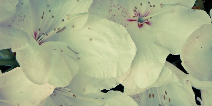 1920x1080 Free download 20 hd flowers wallpapers tumblr full hd 1080p desktop