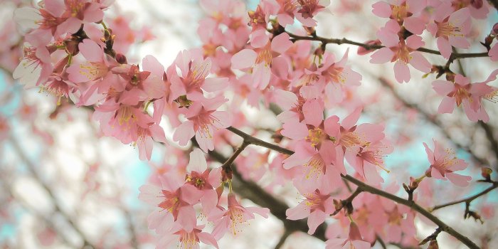 3032x2479 Tumblr Flower Wallpapers Group (71+)