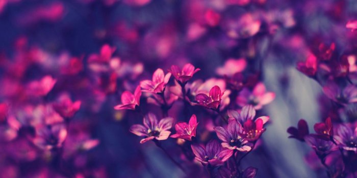 1920x1200 Flower Wallpaper Tumblr Hd (51+), Find HD Wallpapers For Free