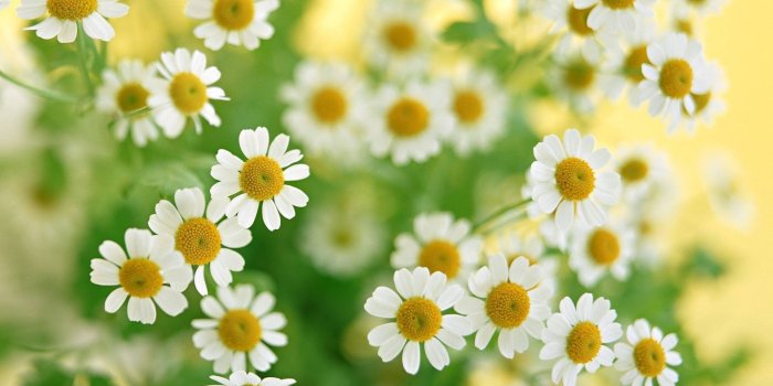 2560x1566 Download New Daisy Flowers Tumblr Wallpaper Wide #3mr