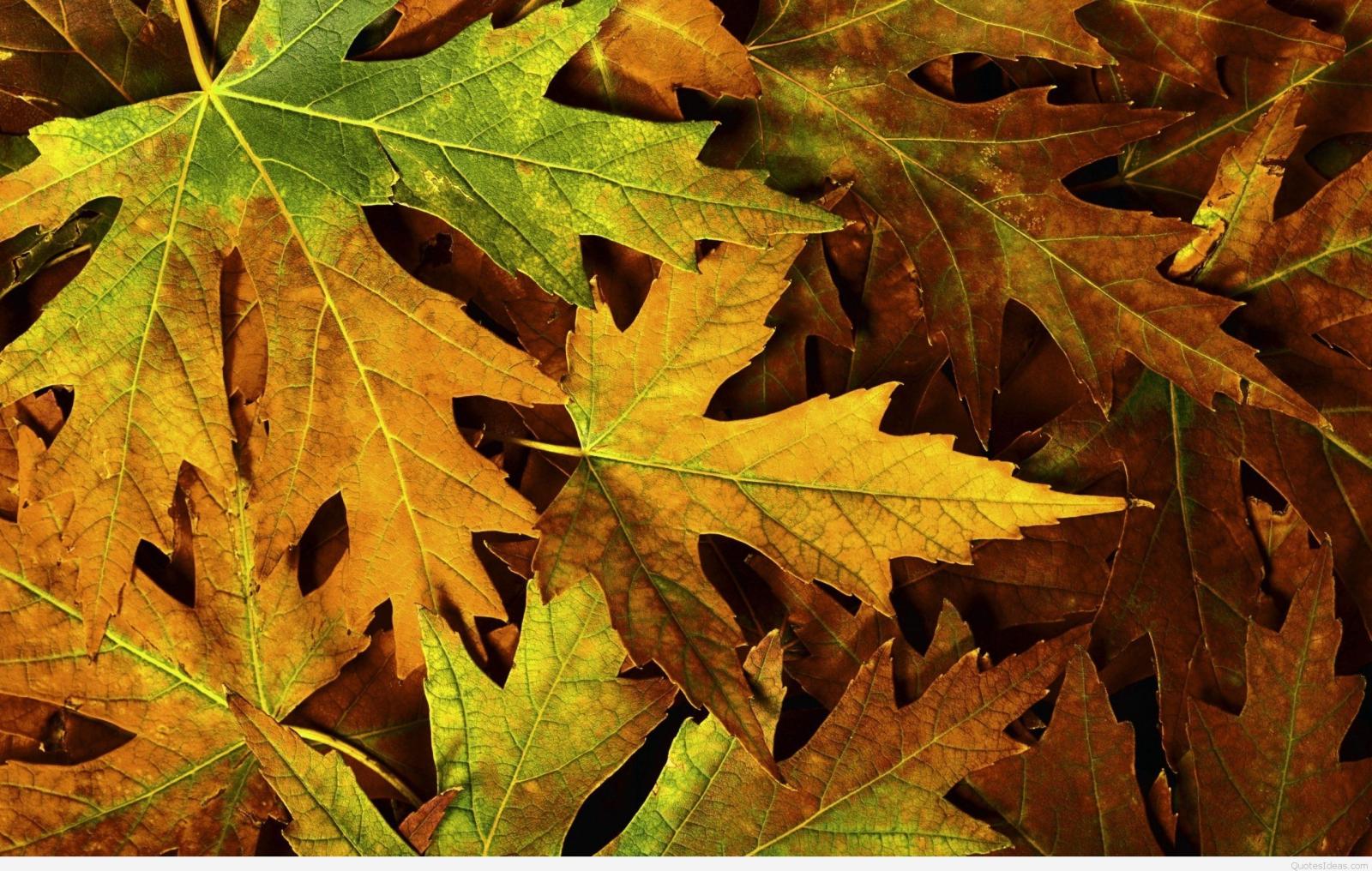 2560x1627 September wallpapers hd