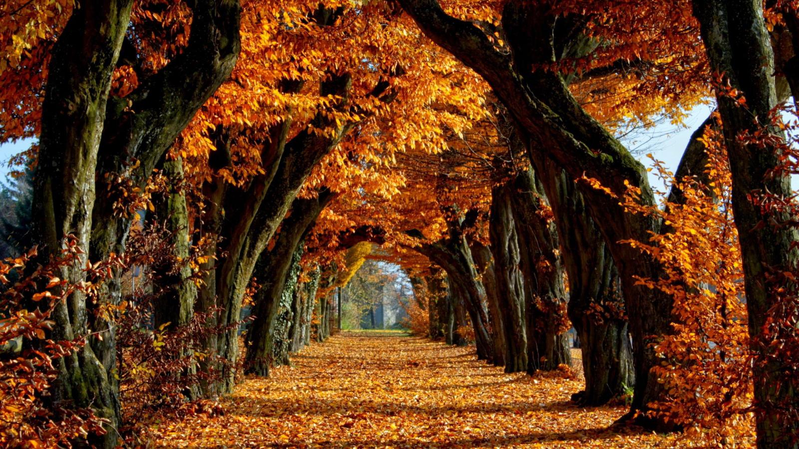 2560x1440 terralonginqua: Autumn Leaves Alley Nature Wallpaper