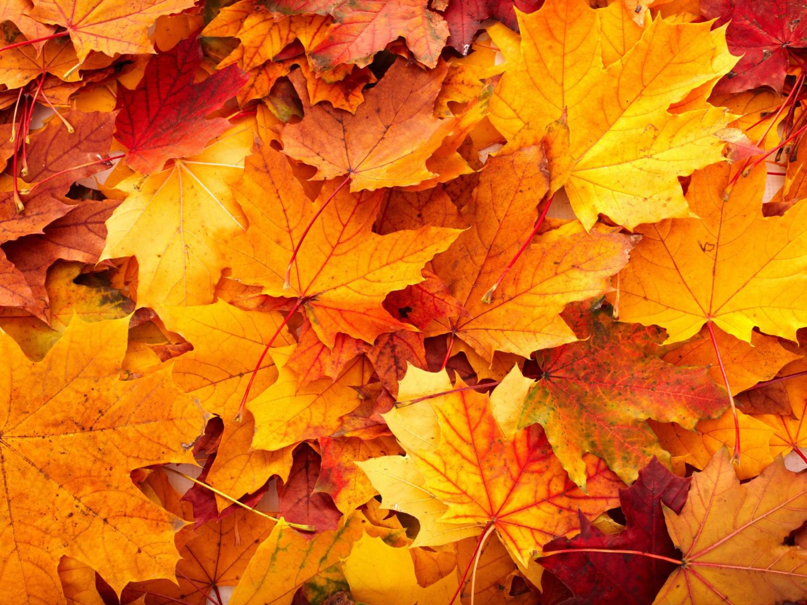 2000x1500 autumn-leaves-wallpapers-with-yellow-color-leaves-beautiful-autumn