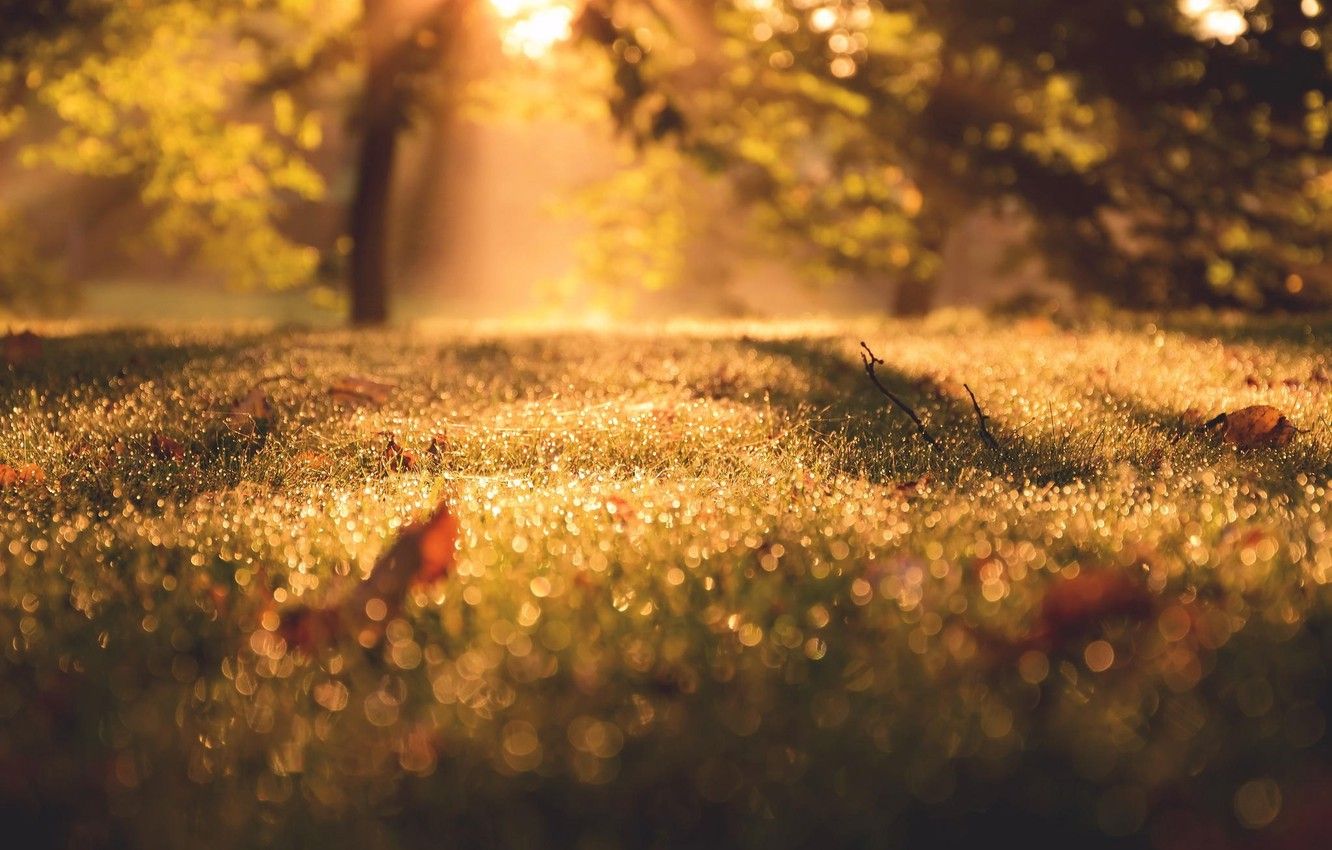 1332x850 Wallpaper autumn, macro, light, morning, bokeh, September images for