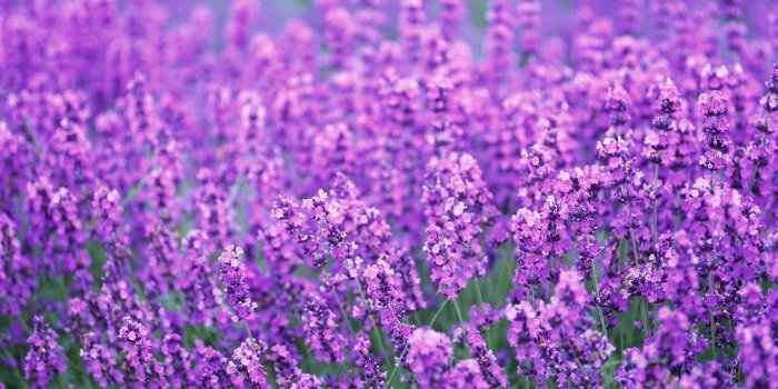 1920x1363 Purple Flower wallpaper HD - PixelsTalk.Net