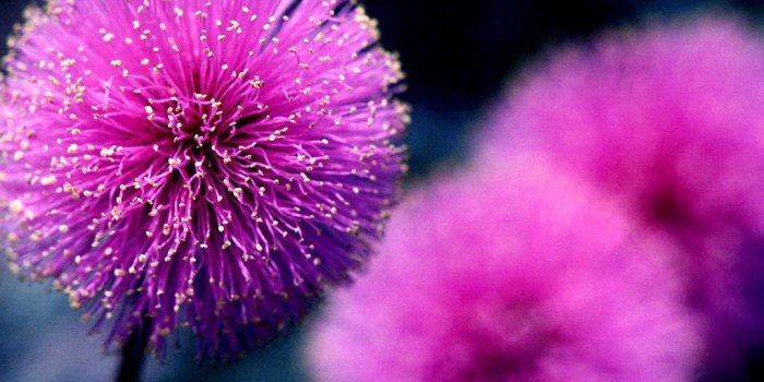 1024x768 Desktop Wallpapers » Flowers Backgrounds » Purple Flower » www