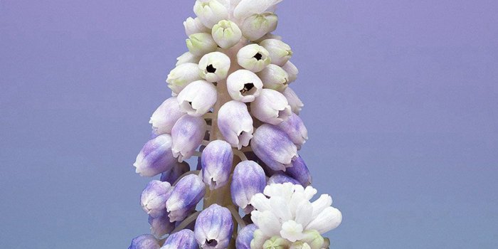 1125x2436 Purple Flower iPhone X Wallpaper - Album on Imgur