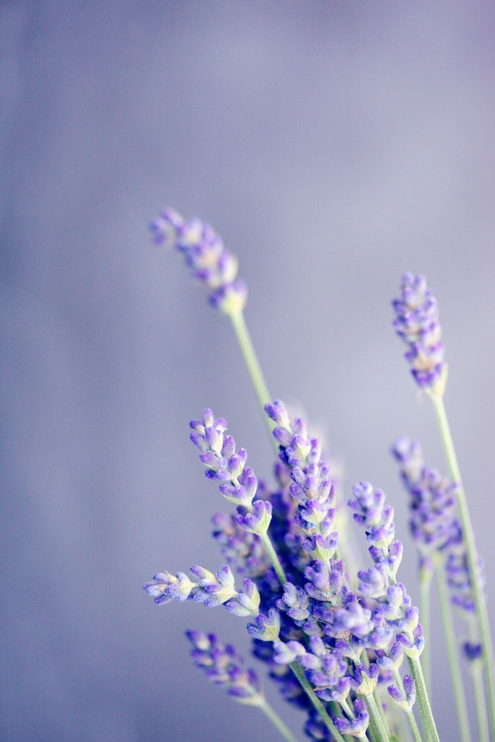 1000x1500 27+ Lavender Pictures | Download Free Images on Unsplash